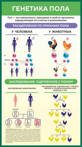 Стенд по биологии Генетика пола