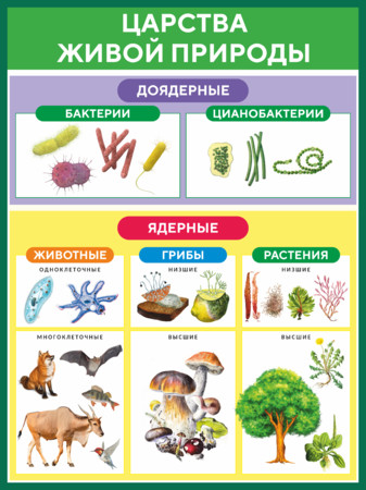 Стенд  Царства живой природы